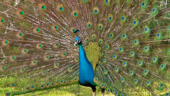 Pavo peacock in vivo