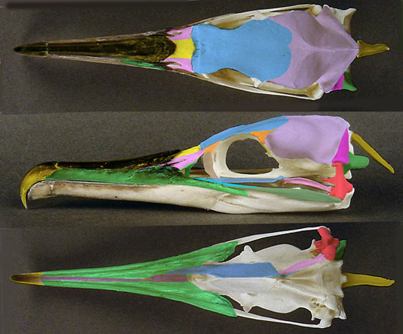Phalacrocorax skull