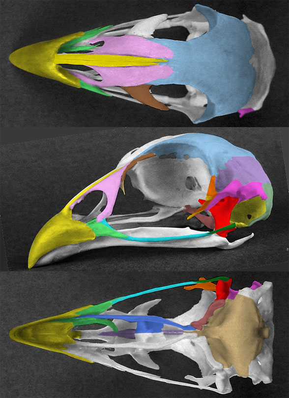 Phasianus skull