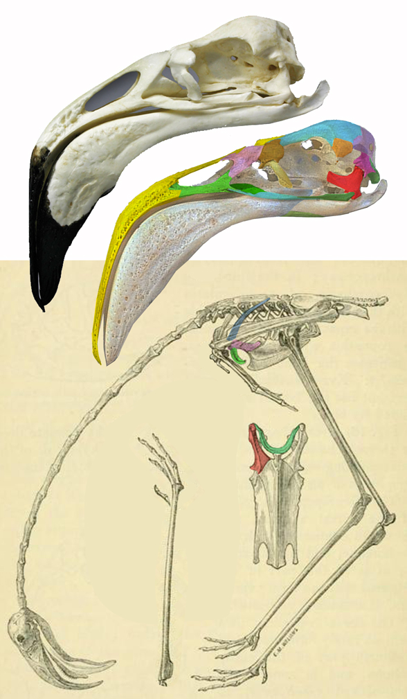 Phoenicopterus skeleton