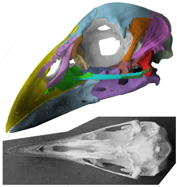 Porphyrio skull