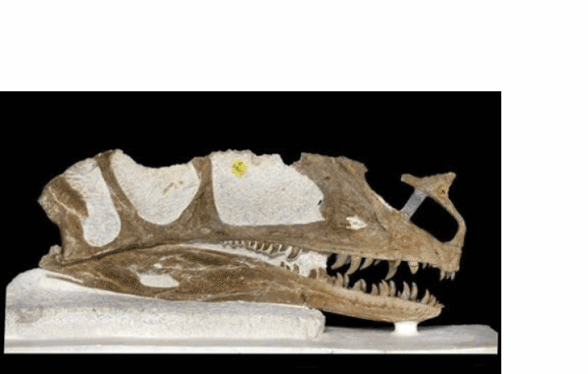 Proceratosaurus skull