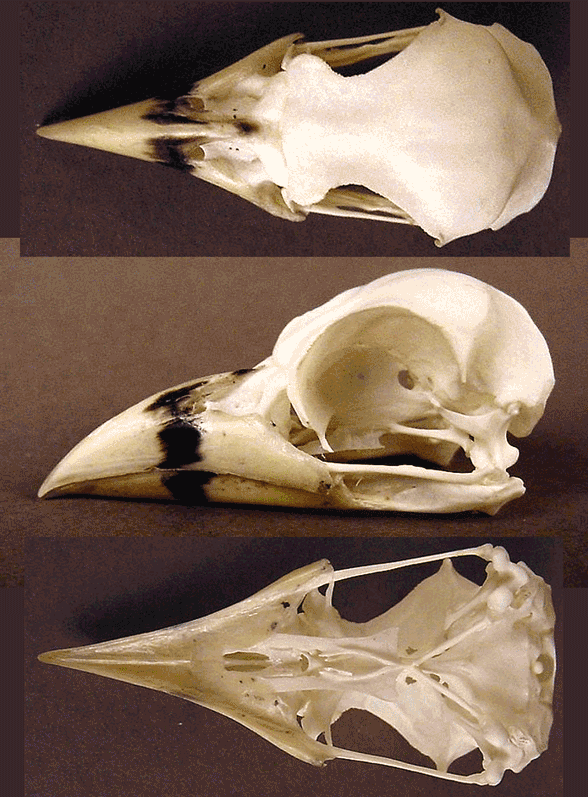 Psilopogon skull
