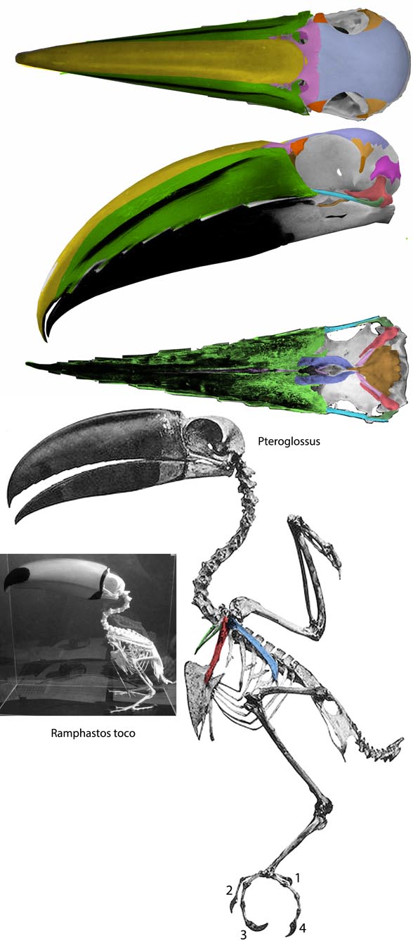 Pteroglossus the toucan