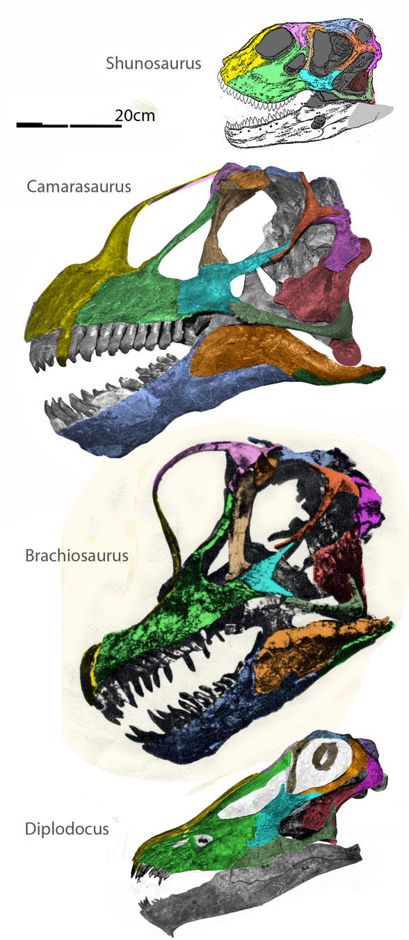 sauropod skulls