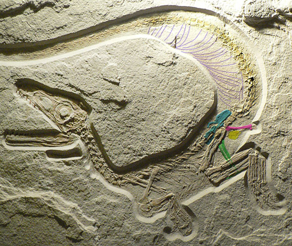 Sciurumimus in situ