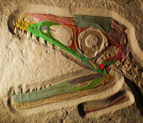 Sciurumimus skull