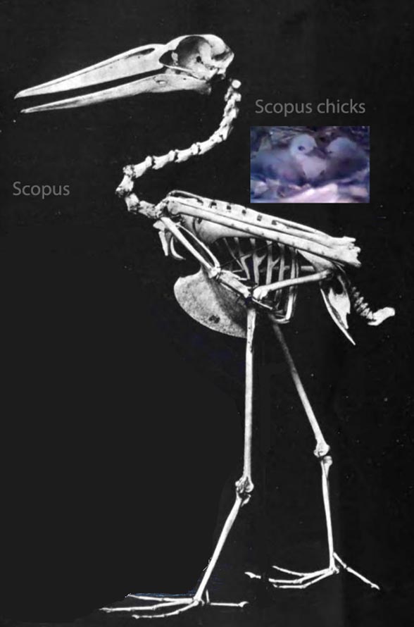 Scopus skeleton