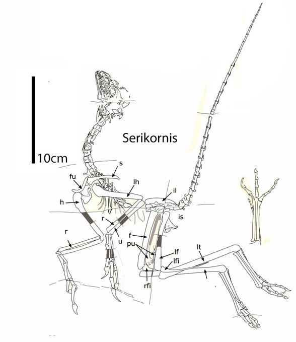 Serikornis and Jurapteryx to scale