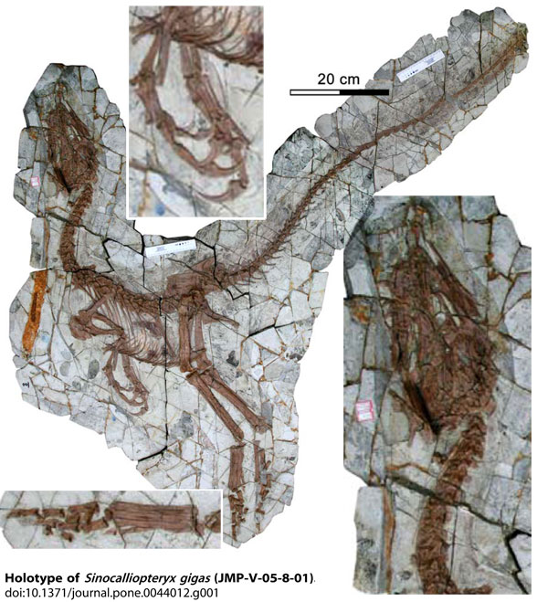 Sinocalliopteryx in situ