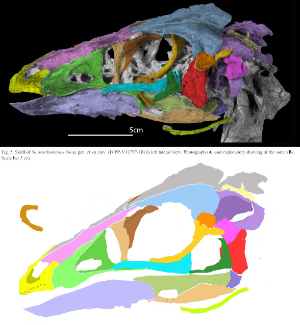 Sinornithomimus skull