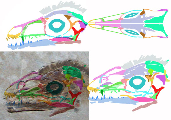 Sinosauropteryx skull