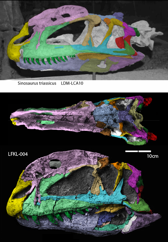 Sinosaurus triassicus skull