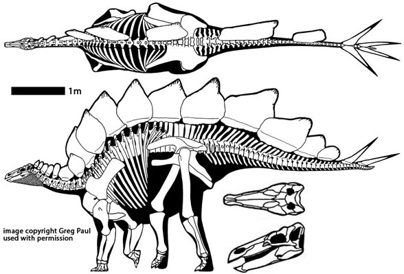 Stegosaurus stenops by Gregory Paul