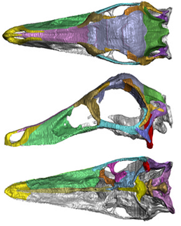 Struthiomimus skull