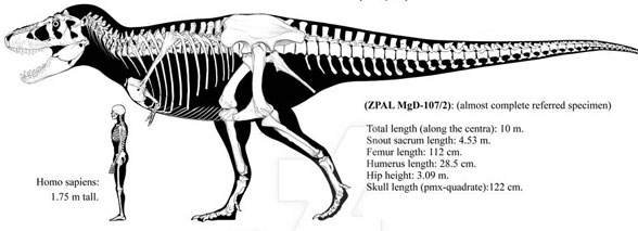 Tarbosaurus skeleton