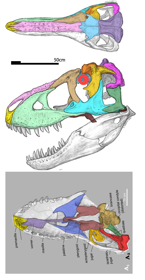 Tarbosaurus skull