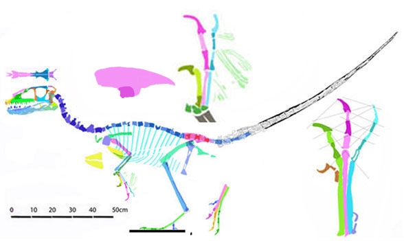 Tianyuraptor 