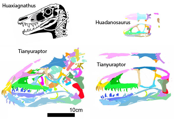 Tianyuraptor in situ and reconstructed