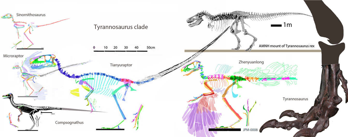 Tyrannnosaurus Compsognathus clade