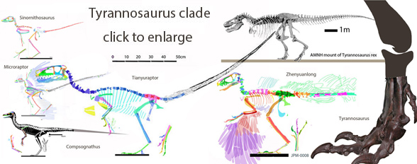 Tyrannosaurus Compsognathus clade