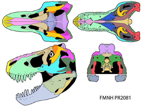 Tyrannosaurus rex