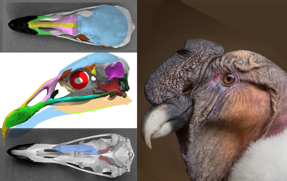 Vultur gryphus skull