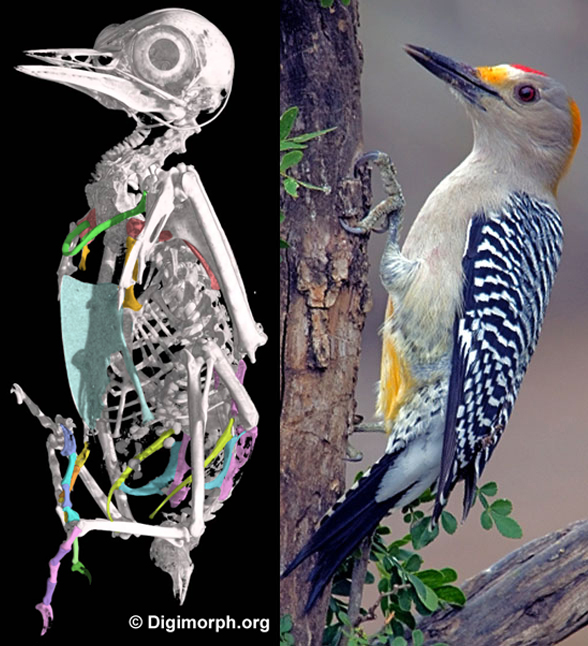 Melanerpes woodpecker skeleton in vivo