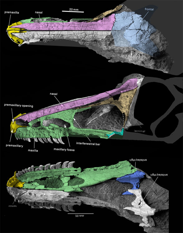 Xixiasaurus skull
