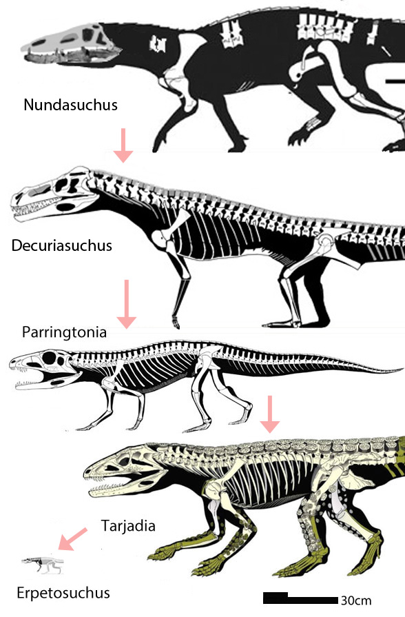erpetosuchids to scale