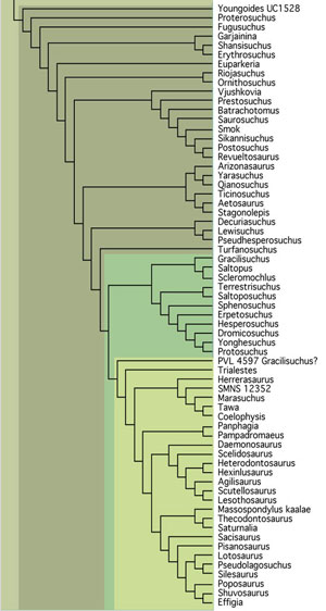 Thadeosaurus tree