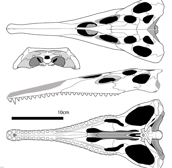 Mesorhinosuchus
