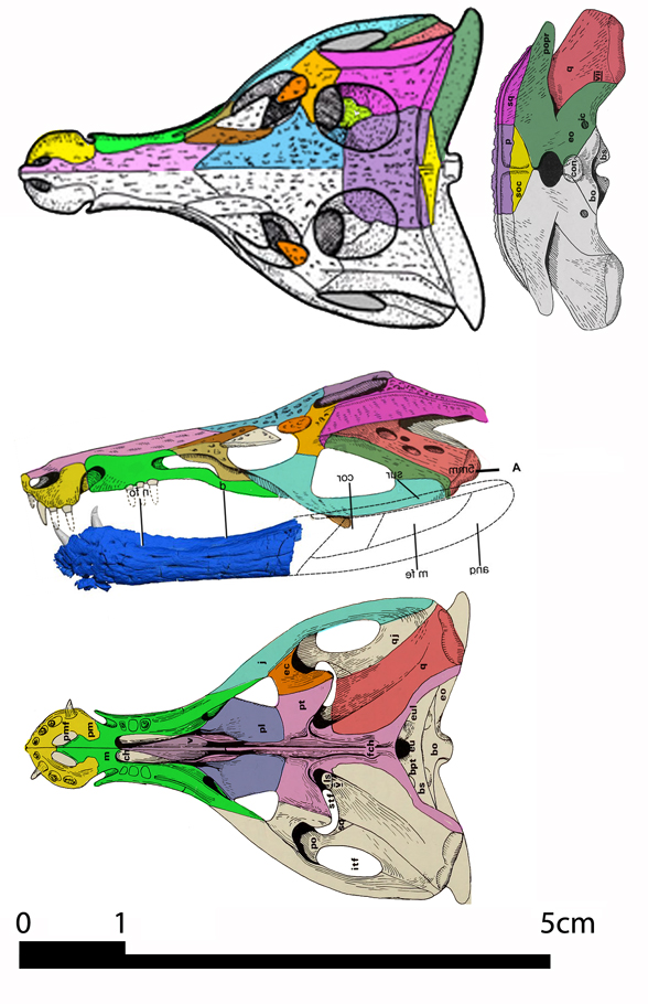 Orthosuchus skull