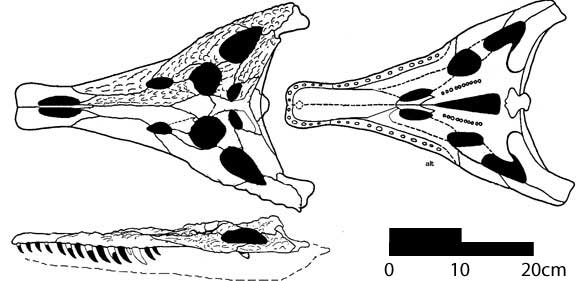 Proterochampsa