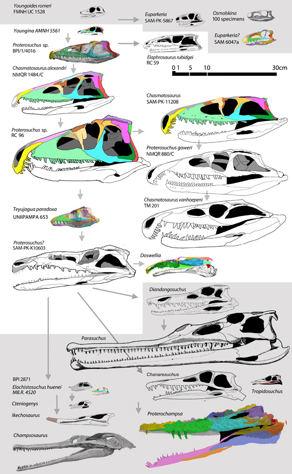 Several proterosuchid skulls to scale