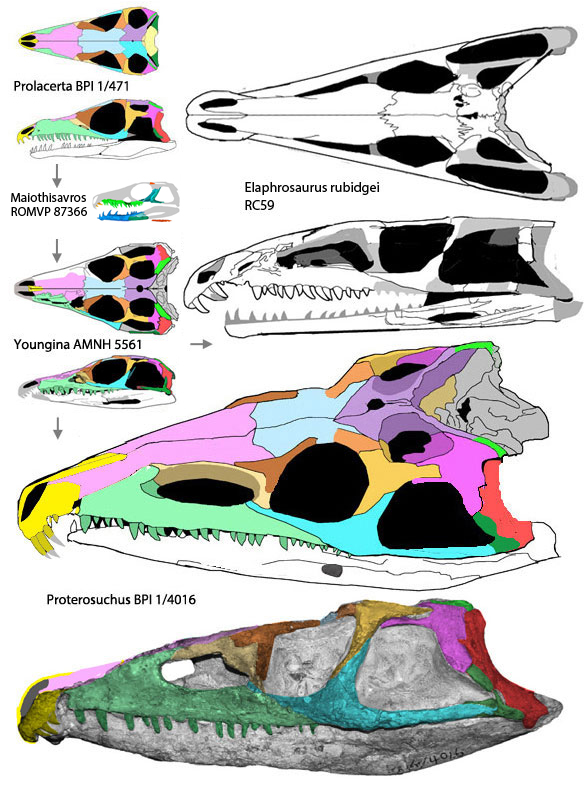 Proterosuchus compared to Prolacerta