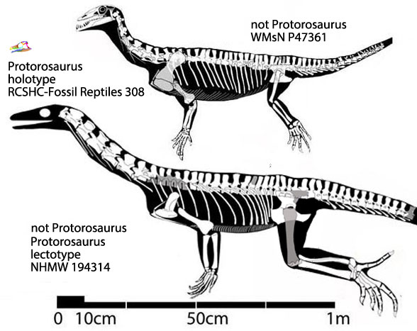 The lectotype of Protorosaurus and a putative Protorosaurus