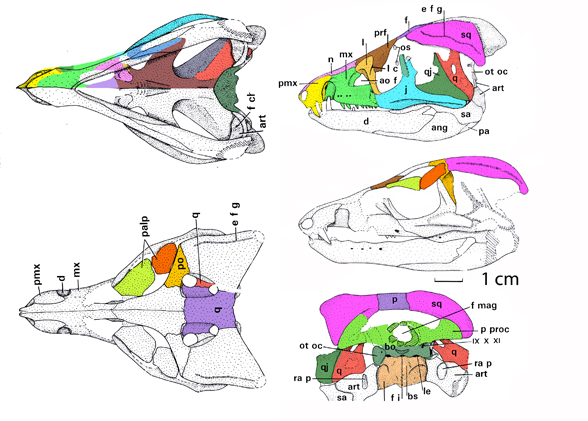 Protosuchus skull