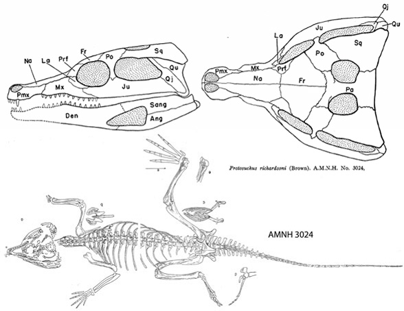 Protosuchus ventral