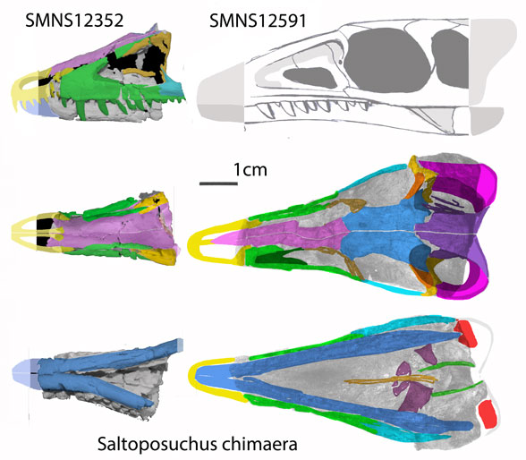 Saltoposuchus skull