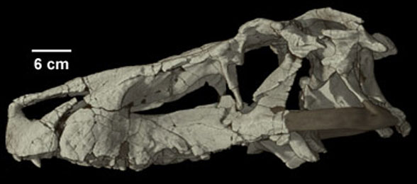Saurosuchus skull lateral view