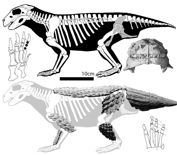 Simosuchus
