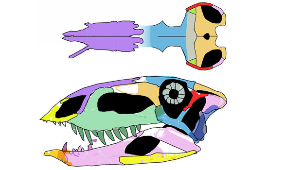 Reconstruction of the skull of Ticinosuchus