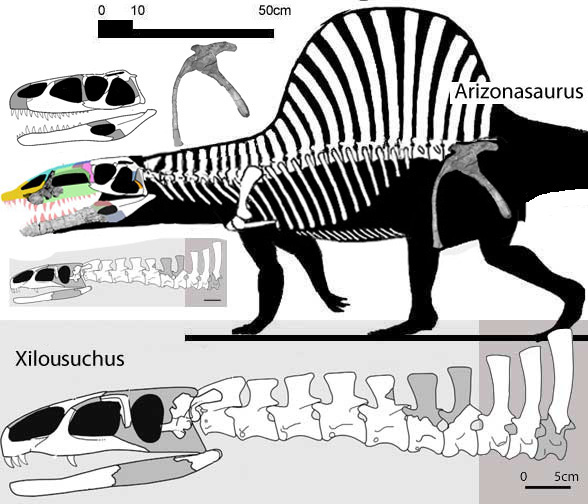 Xilosuchus