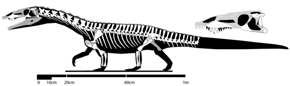 Yarasuchus