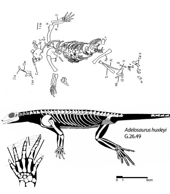 Adelosaurus insitu