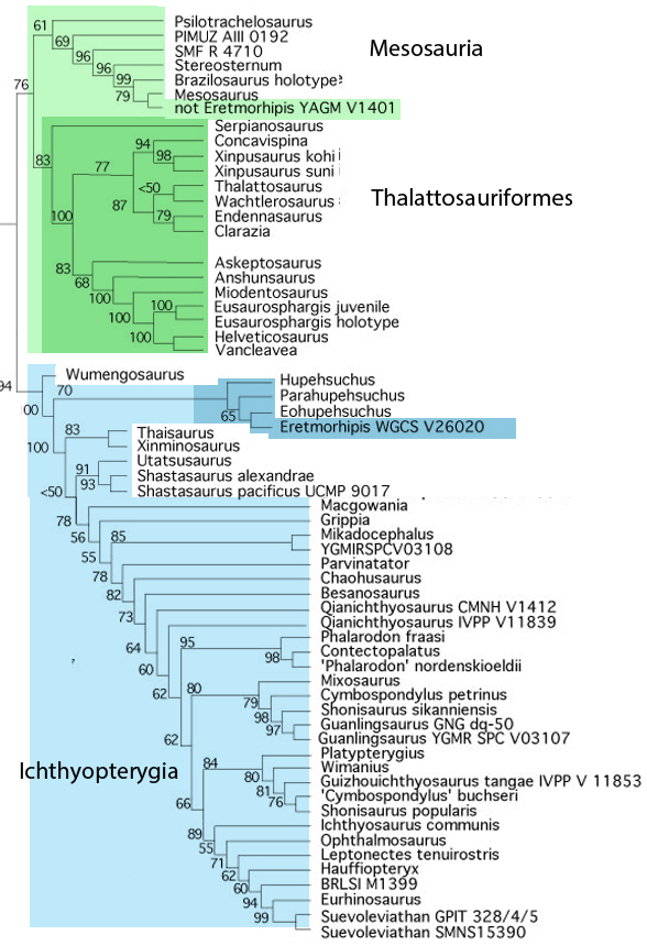Eretmorhipis cladogram