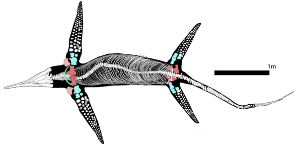 Guizhouichthyosaurus