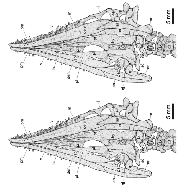 Luopingosaurus skull