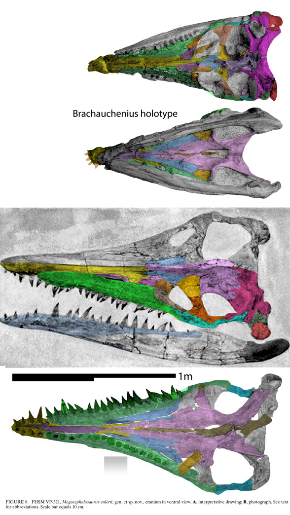 Megalocephalosaurus and Brachauchenius